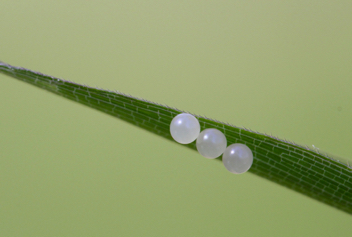 Southern Pearly-Eye Eggs